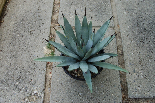 macroacantha