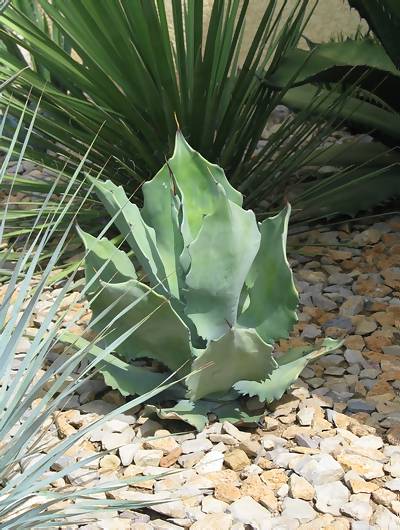 Agave shrevei ssp. magna.jpg