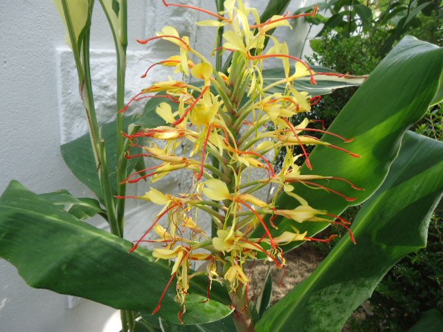 DSC00990 Hedychium gardnerianum chez Joël 10 09 2012.jpg