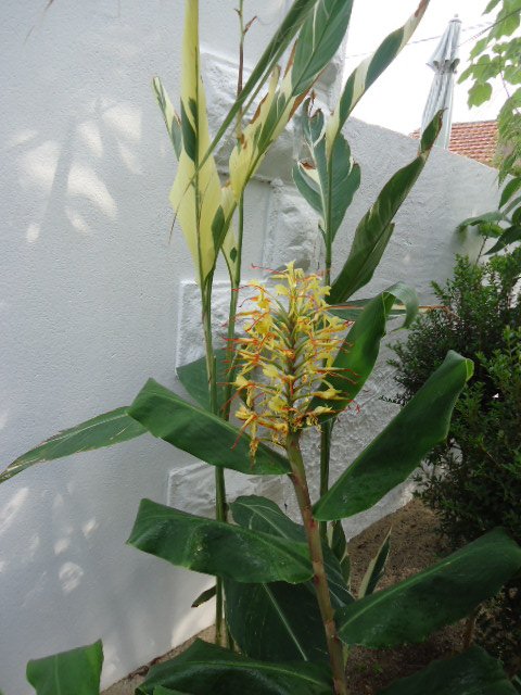 DSC00989 Hedychium gardnerianum chez Joël.jpg