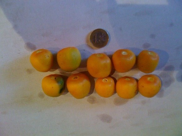fruits jubutiagrus.JPG