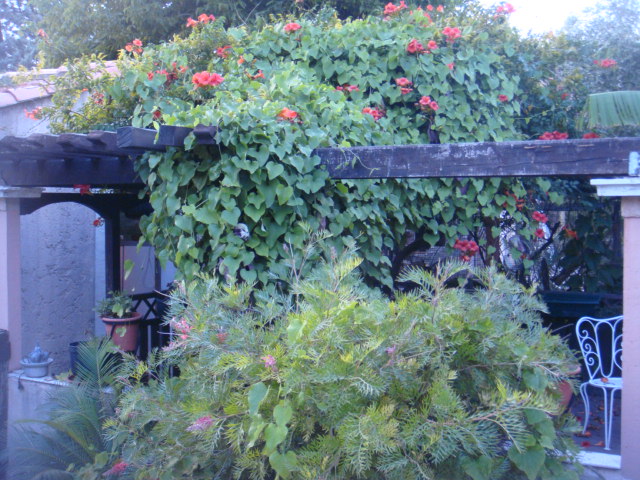 villa caryota 031.jpg