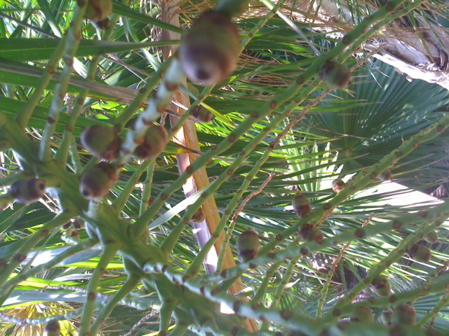 fruits syagrus x b yatay.JPG