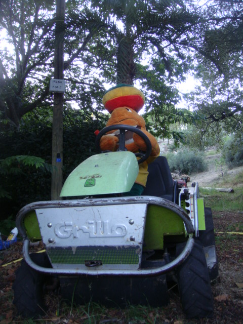palmetum 003.jpg