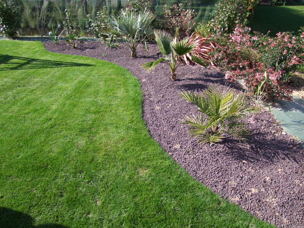 petit jubaea chilensis