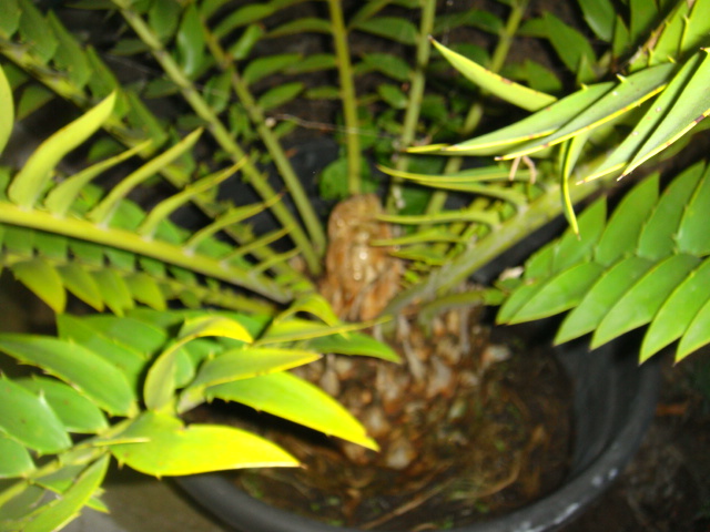 villa caryota 038.jpg