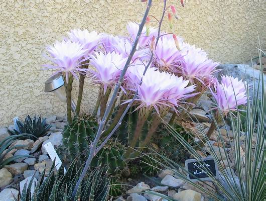 Echinopsis oxygona.JPG