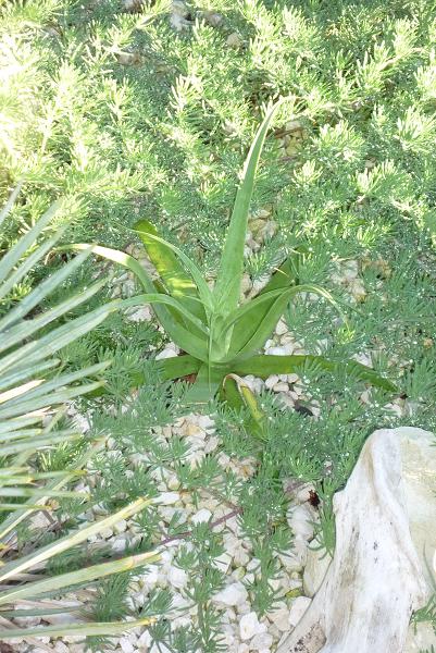 évolution du bractéosa donné par Sim01<br />merci encore