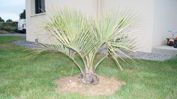 butia.JPG
