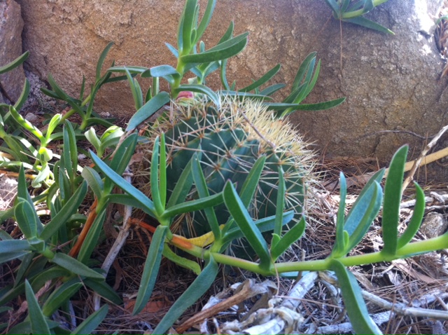 ferocactus.JPG