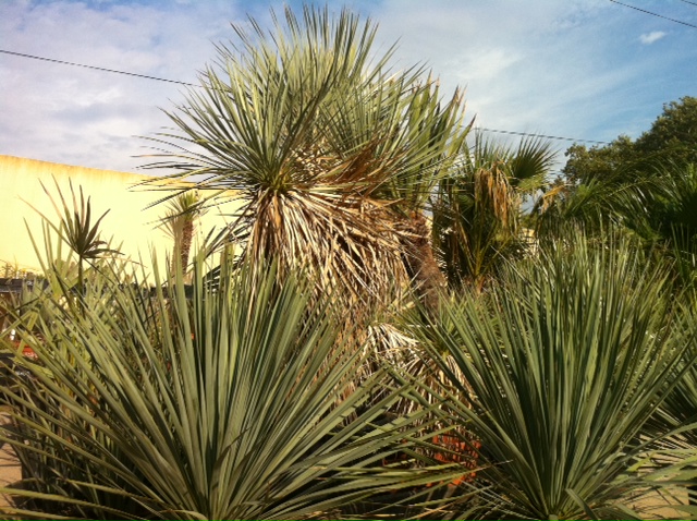 Yucca.JPG