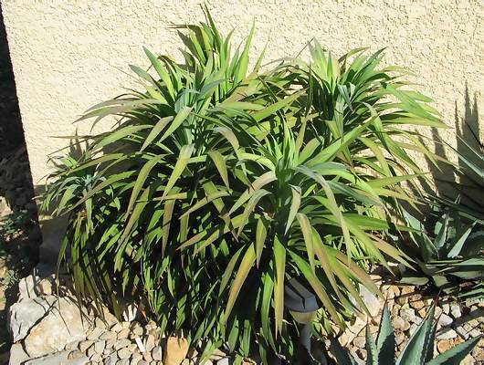 Yucca x desmetiana.jpg