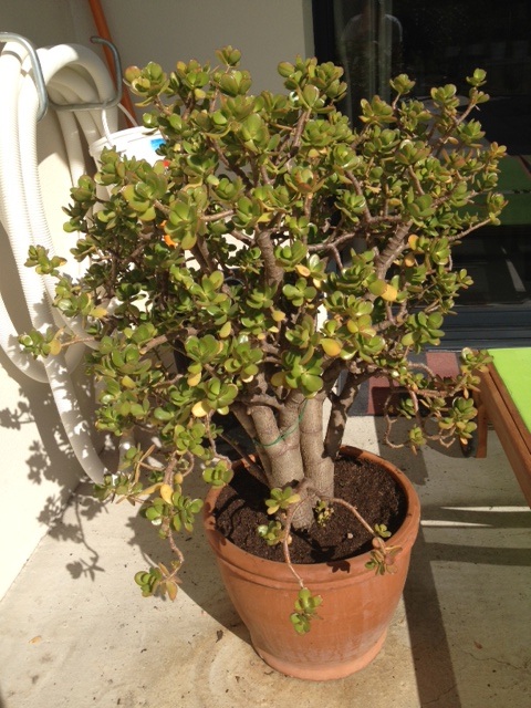 8 : un crassula ?