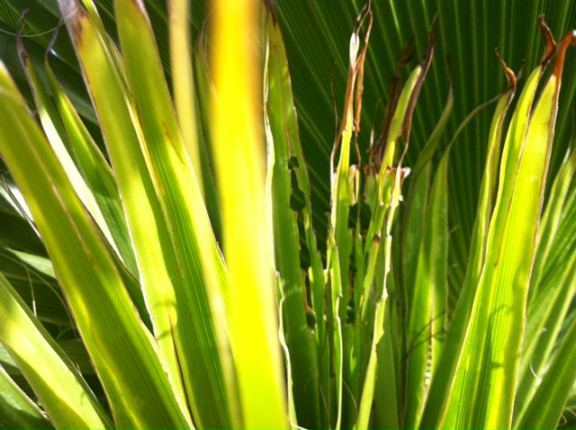 Papillon sur Washingtonia.JPG