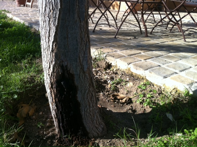 Murier platane suintement.JPG