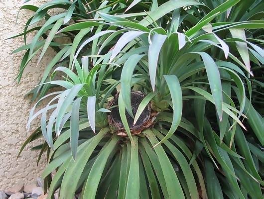 Yucca x desmetiana.jpg