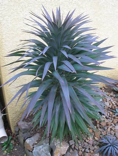 Yucca desmetiana2.jpg