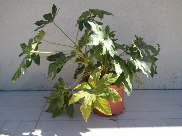 fatsia japonica.jpg