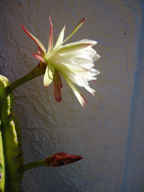 DSC01002.JPG