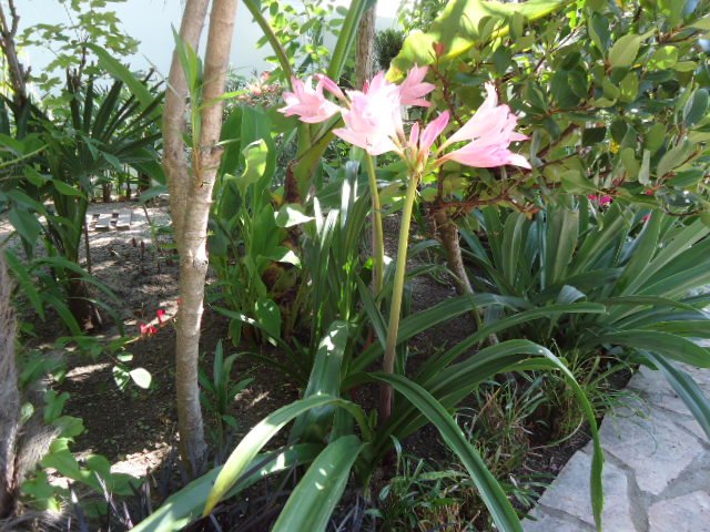 DSC00999 Amarcrinum howardii.jpg