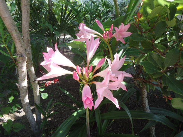 DSC01000 Amarcrinum howardii.jpg