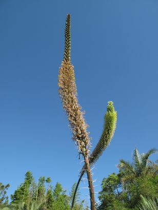Agave victoriae-reginae compte fleurette à A.stricta rubra 2.jpg