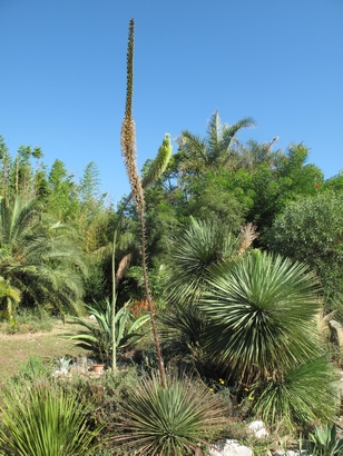 Agave victoriae-reginae compte fleurette à A.stricta rubra 1.jpg