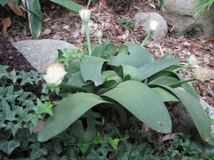 Haemanthus albiflos in the shady moist garden, 420.jpg