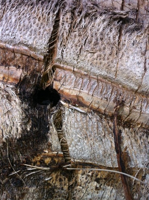 Cocos plumosa trou.JPG