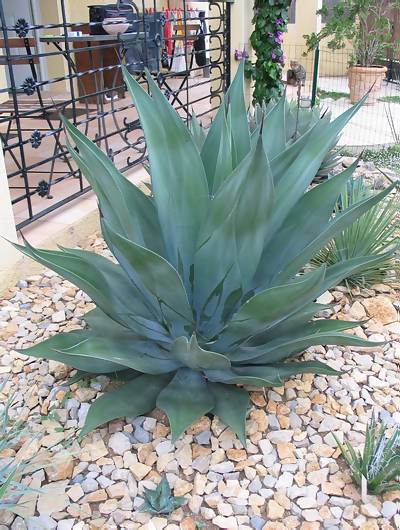 Agave weberi.jpg