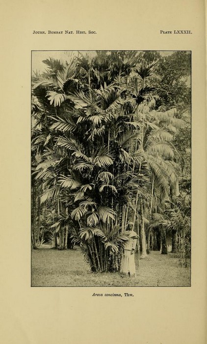 areca concinna.jpg