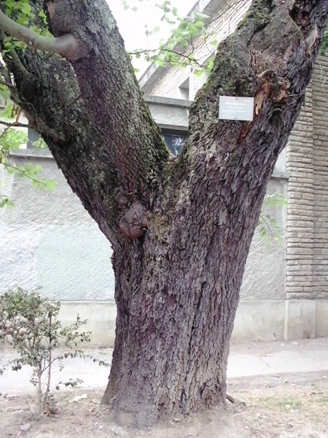HPIM0975.JPG