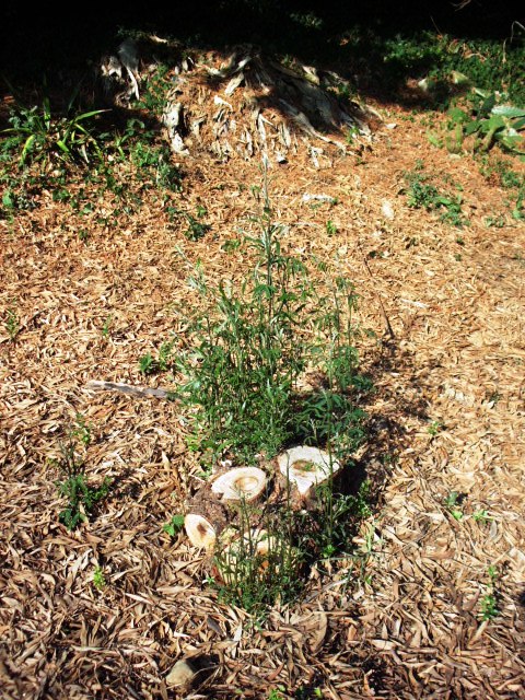 HPIM0953.JPG