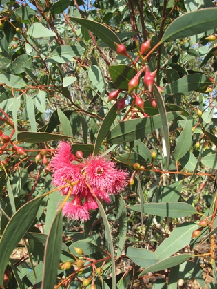 Eucalyptus megalocarpa, le plus précoce, 2012, 2.jpg