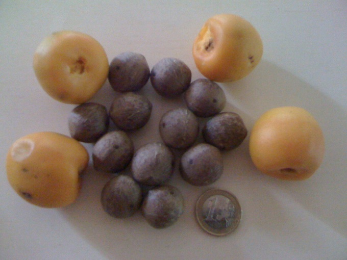 fruits et graines de jubutiaxbutia.JPG