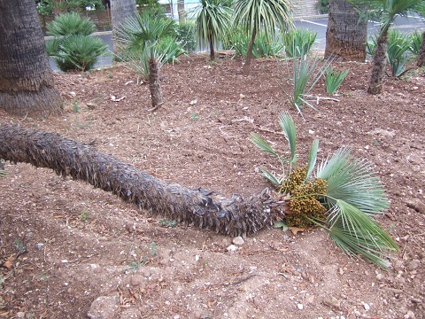 DSCF1054.JPG