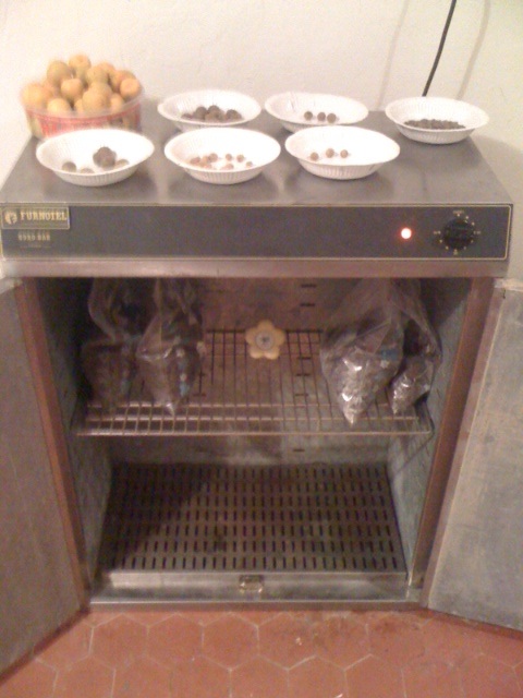 armoire de germination.JPG