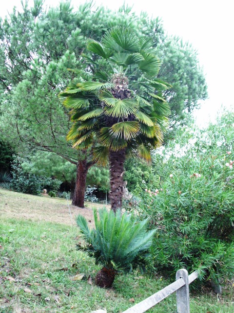 HPIM1041.JPG
