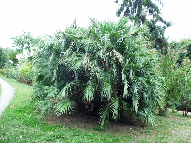HPIM1036.JPG