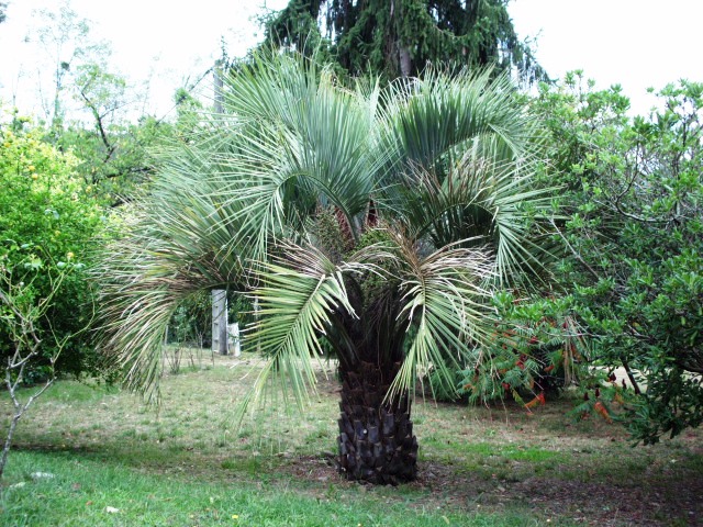 HPIM1037.JPG