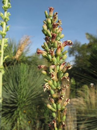 2 agaves étiqquettés parviflora , fleur rougeâtre de la petite rosette1.jpg
