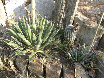 2 agaves étiqquettés parviflora 1.jpg