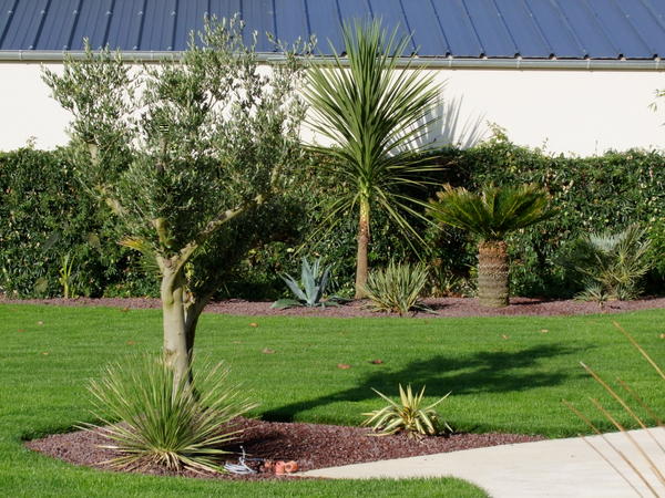 la cordyline a bien poussé