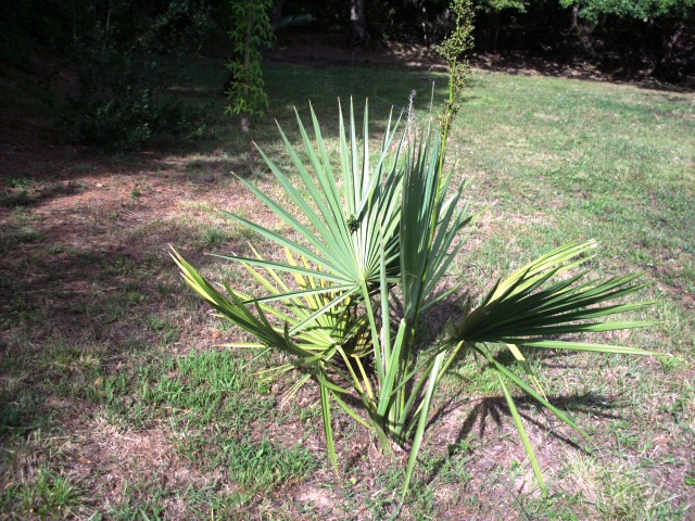 HPIM1059.JPG