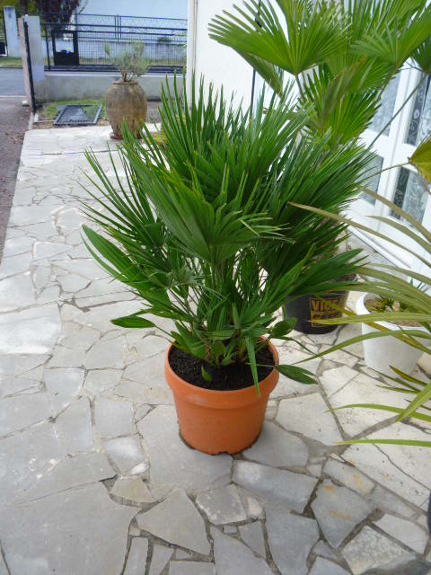 P1000621.JPG
