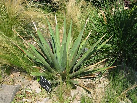 Agave palmeri.JPG