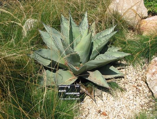 Agave havardiana.jpg