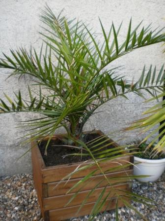 Un phoenix canariensis Il est issu de la culture chez un particulier habitant pas loin de chez moi. Je l'élève à la dur ce qui lui donne son aspect trapu