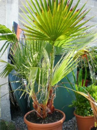Mon washingtonia robusta acheté en jardinerie locale. Il y a 3 pieds, je compte supprimer le plus petit