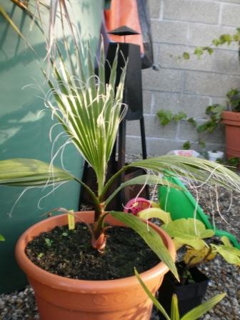 Mon washingtonia filifera (?) Il a triplé cet été ! Issu de la germination chez un ami